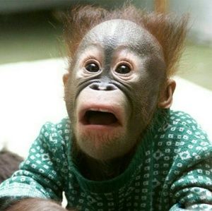 Meet your Posher, Conor