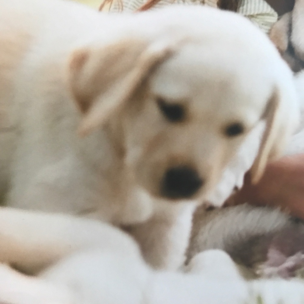 Meet your Posher, Indira