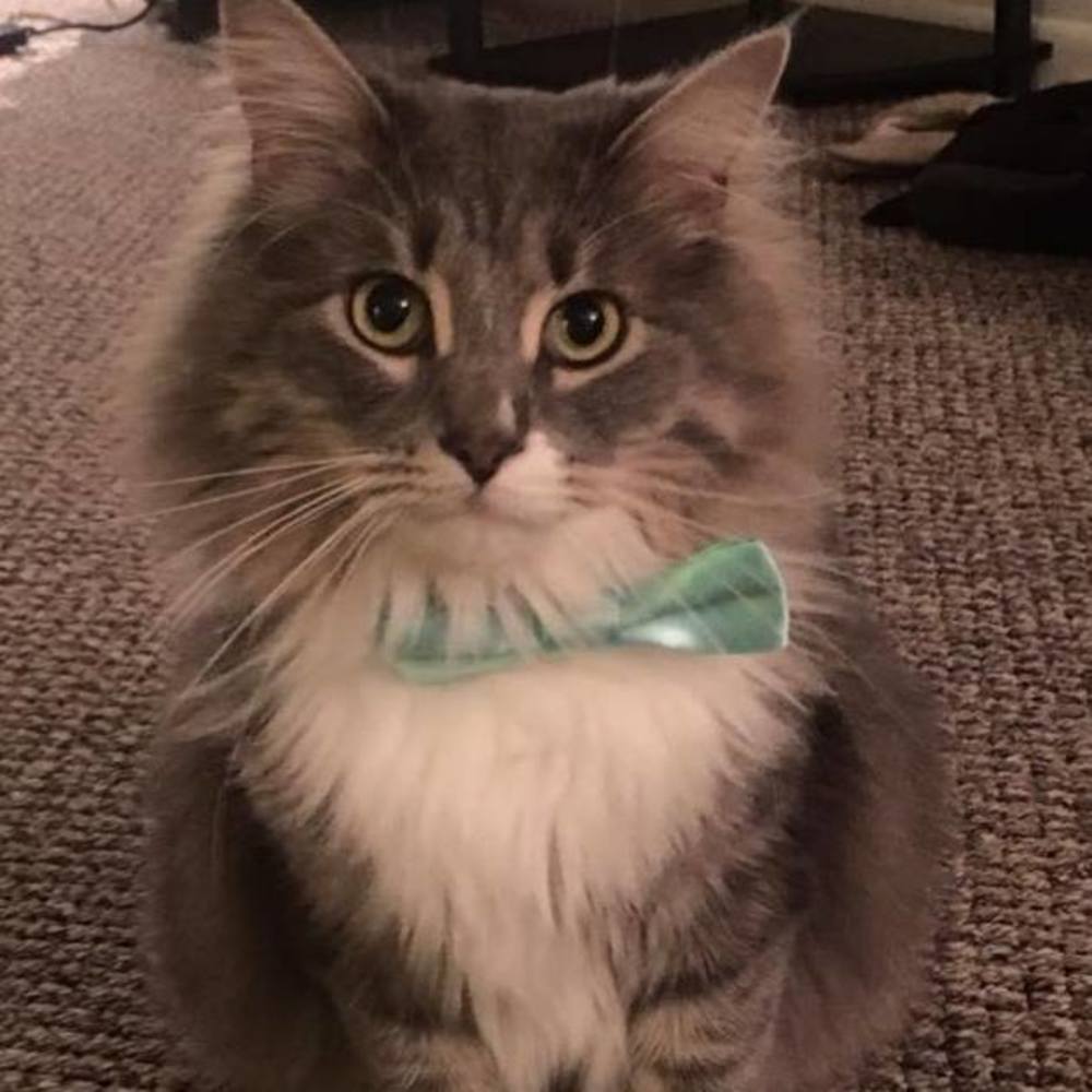 Meet your Posher, Annie