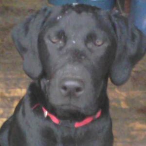 Meet your Posher, Roxanne