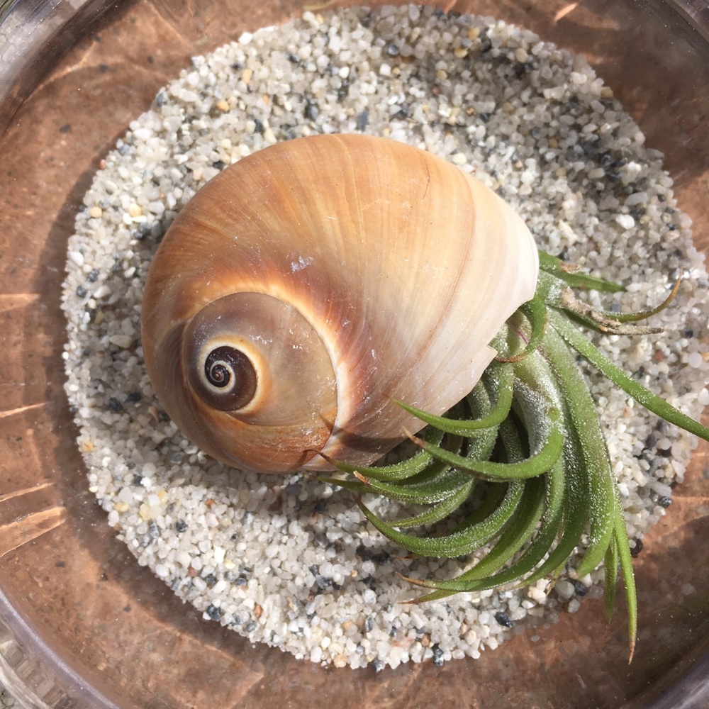 🛑🛑SOLD🛑🛑Air Plant in a Sea Shell