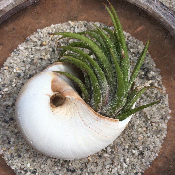 🛑🛑SOLD🛑🛑Air Plant in a Sea Shell - Picture 2 of 2
