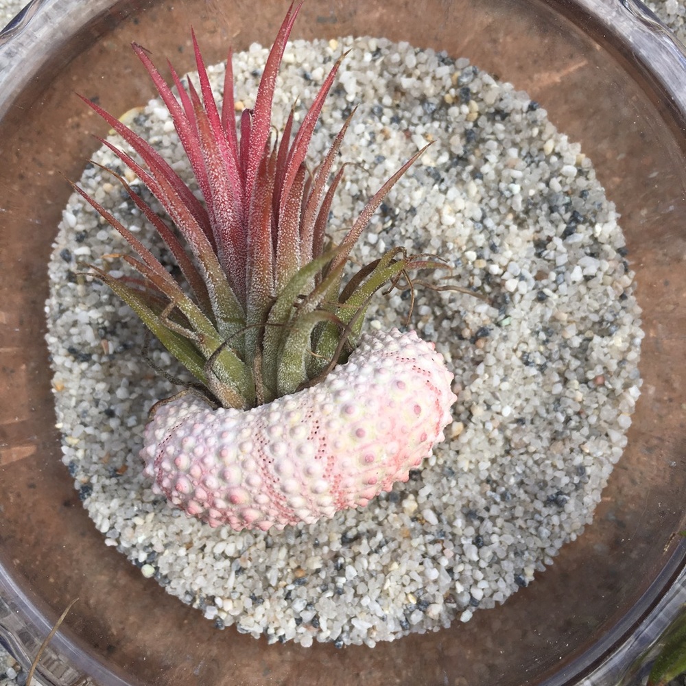 Air Plant in a Sea Urchin