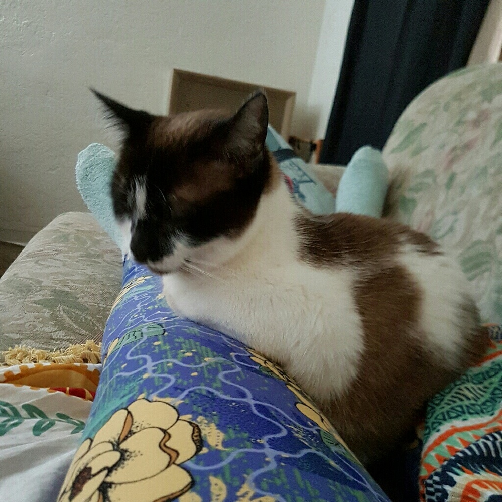 Meet your Posher, Armida