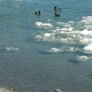 Meet your Posher, Lillie