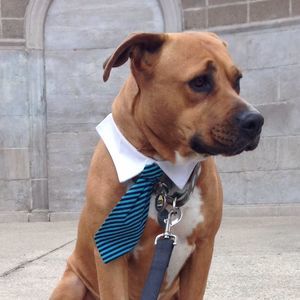 Meet your Posher, Anne