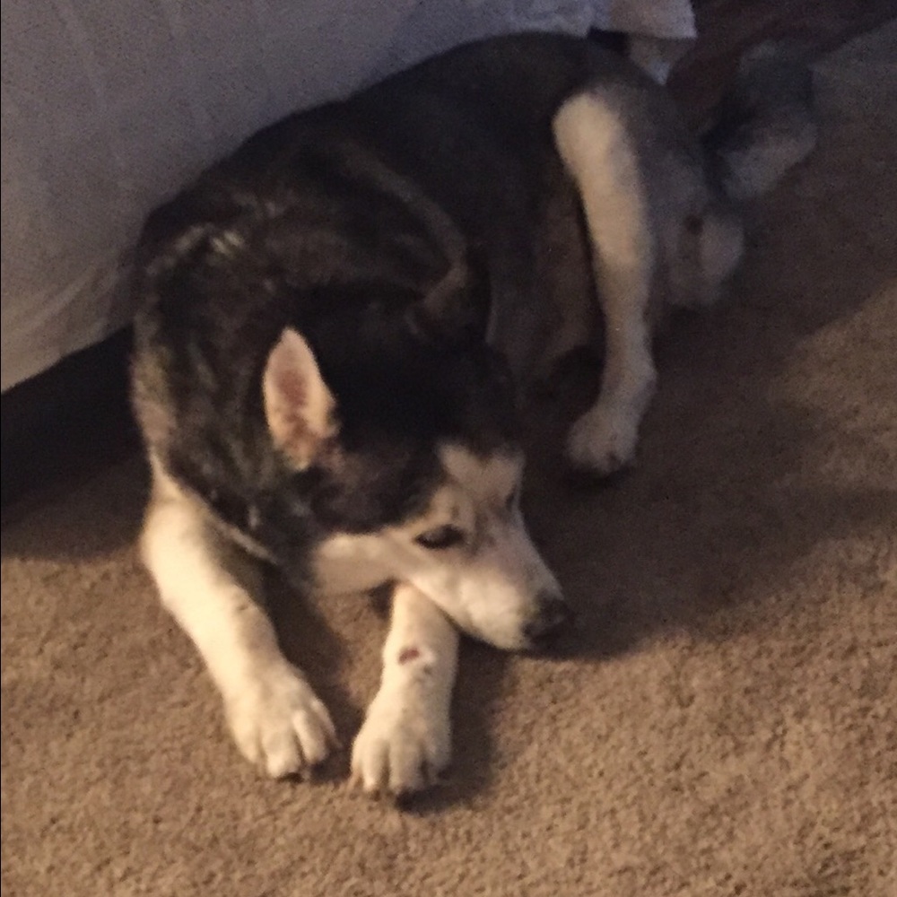 Meet your Posher, Jackie