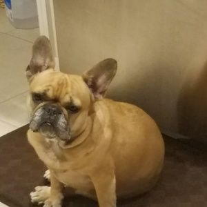 Meet your Posher, Dawn