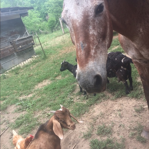 Meet your Posher, Cassee - Picture 2 of 8