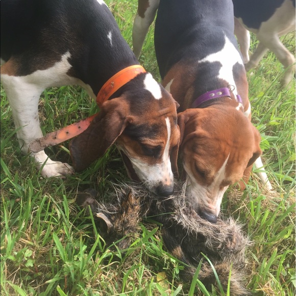 Meet your Posher, Cassee - Picture 3 of 8