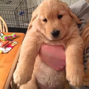 Meet your Posher, Lily