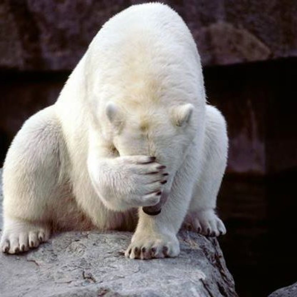 Meet your Posher, Bee