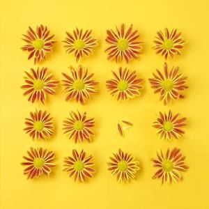 Meet your Posher, Juj