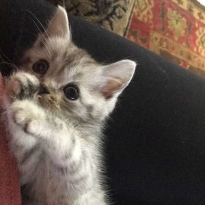 Meet your Posher, Dina