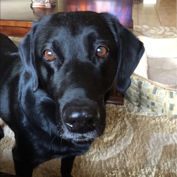 Meet your Posher, Stephanie - Picture 2 of 2