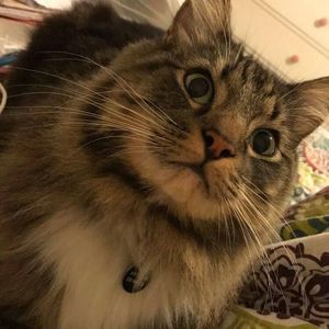 Meet your Posher, Frankette