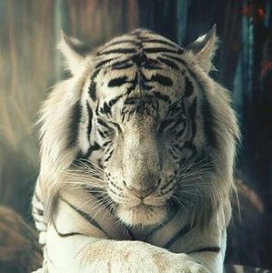 Meet your Posher, Patricia