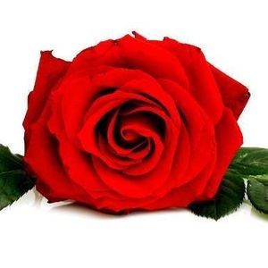 Meet your Posher, Snow