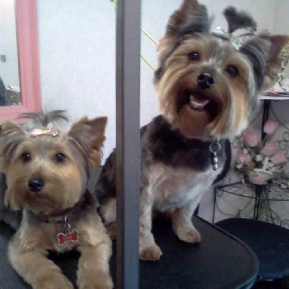 Meet your Posher, Julie