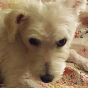 Meet your Posher, Suzanne