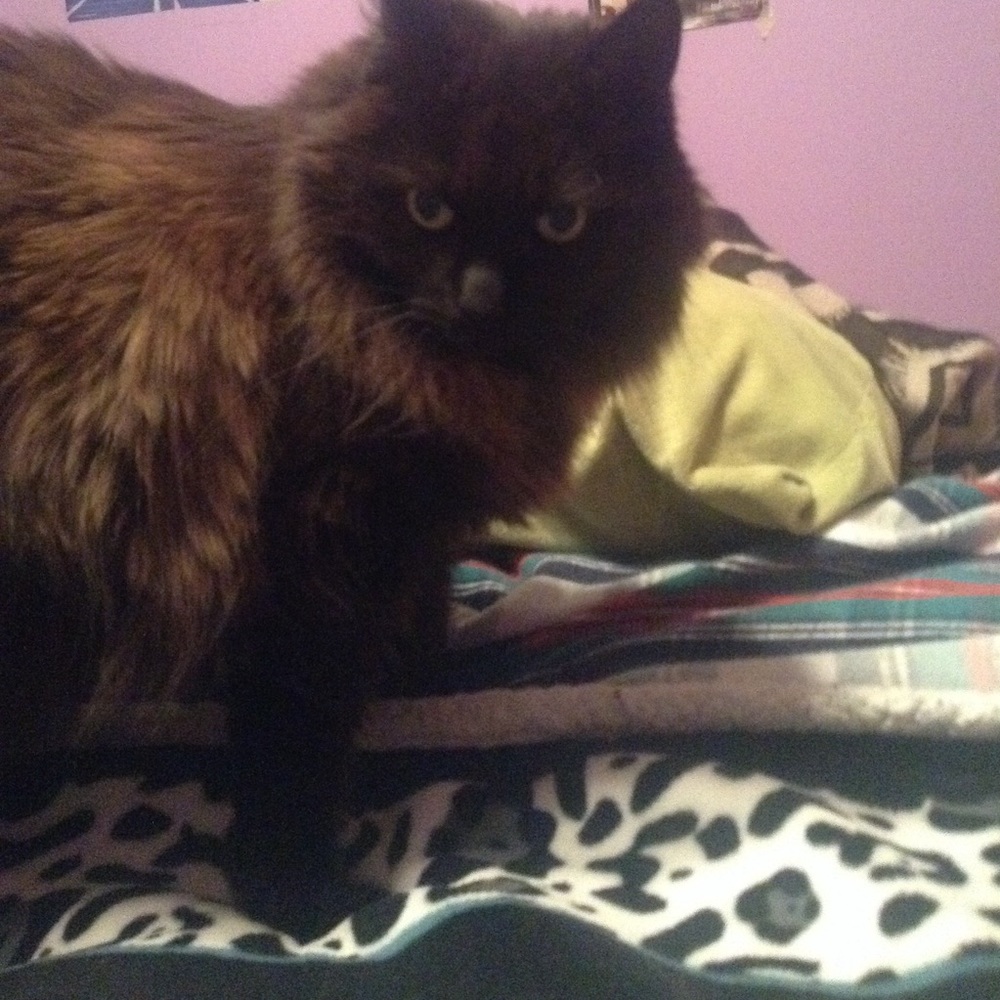 My Sweet heart O'Malley❤️😍