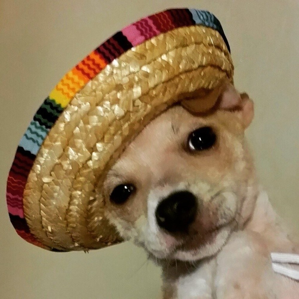 Meet your Posher, Maura