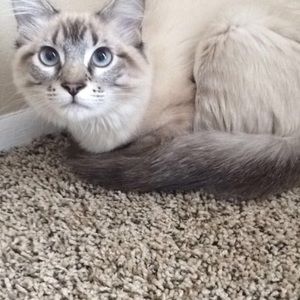 Meet your Posher, Morgan