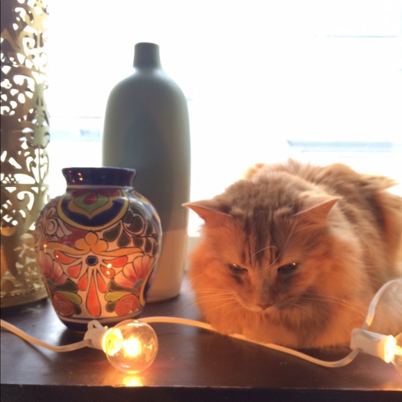 Meet your Posher, Jessie - Picture 4 of 5