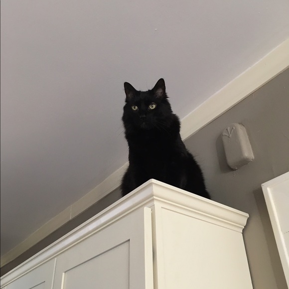 Meet your Posher, Jessie - Picture 5 of 5