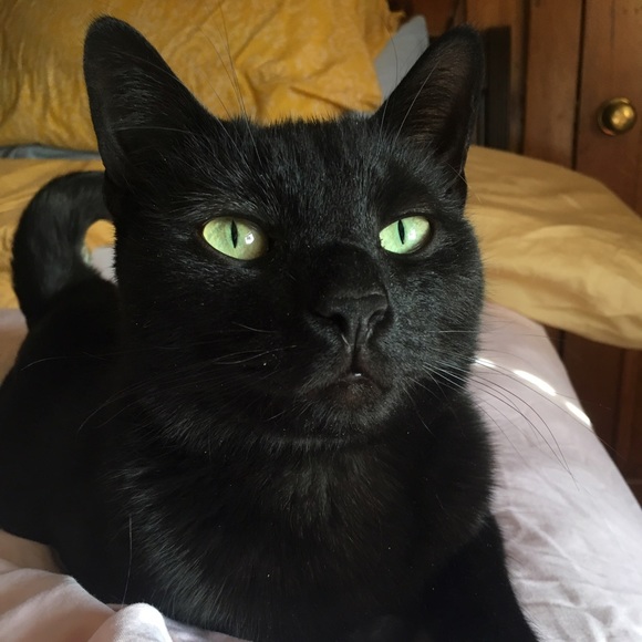 Meet your Posher, Kira - Picture 1 of 1