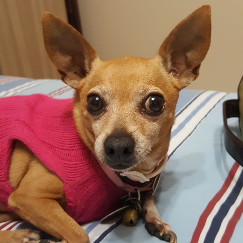 Meet your Posher, Joe