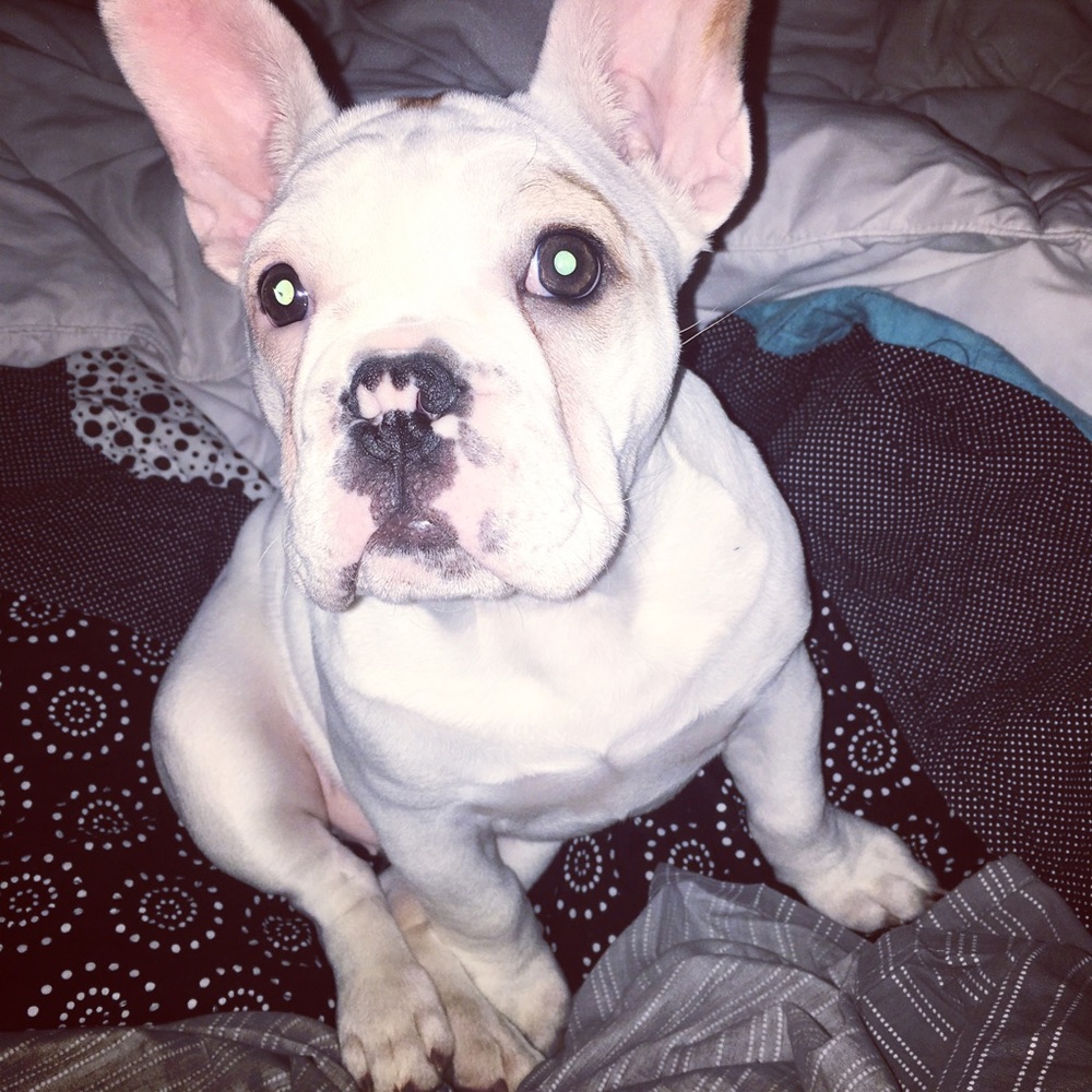 Meet your Posher, Brittney