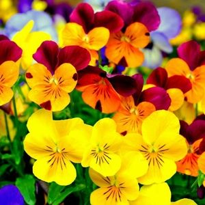 Meet your Posher, Nora