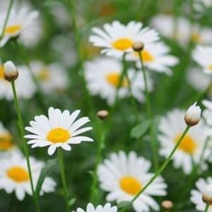 Meet your Posher, Terry