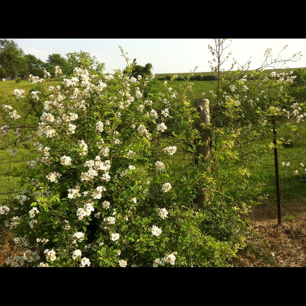 Meet your Posher, Kallen