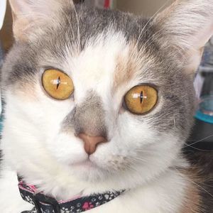 Meet your Posher, Sheila