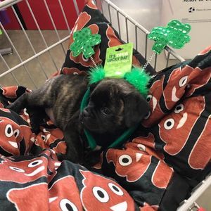 Meet your Posher, Susan