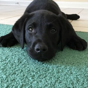 Meet your Posher, Morgan