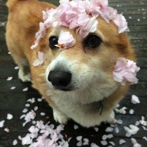 Meet your Posher, Kat