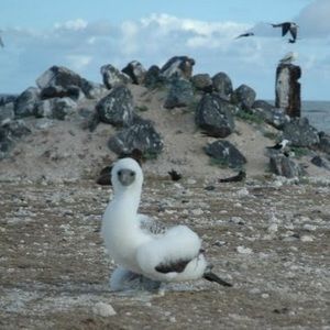 Meet your Posher, Borjana