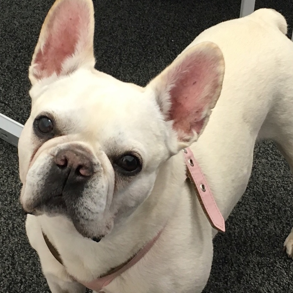 Meet your Posher, Allison