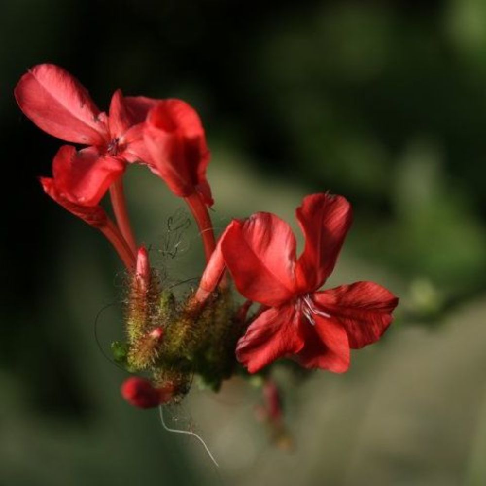 Meet your Posher, Nancy