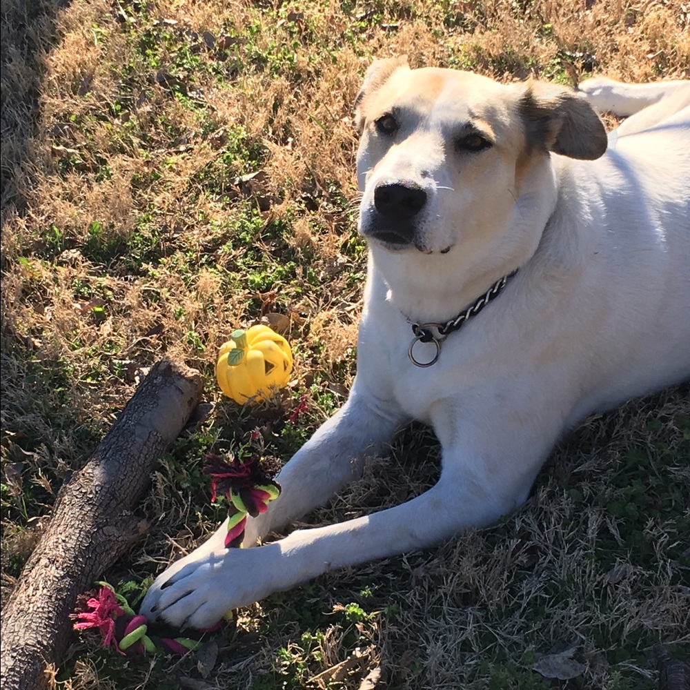 Knot Dog Toy - sales support shelter pets