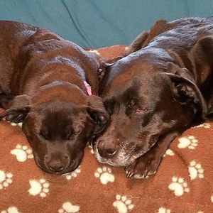 Meet your Posher, Missie