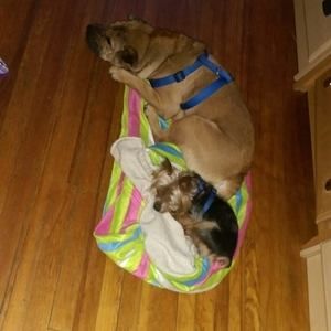 Meet your Posher, Susie