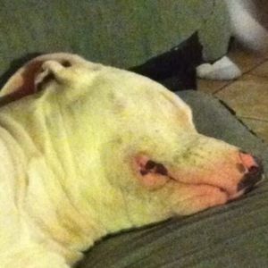 Meet your Posher, Alexander