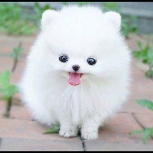 Meet your Posher, Dana