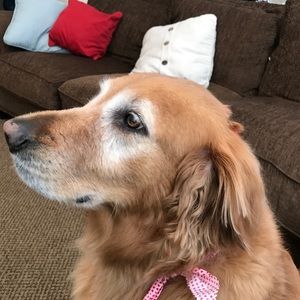 Meet your Posher, Holly