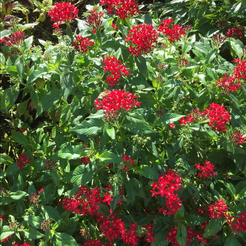 Meet your Posher, Pauline