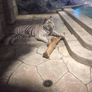 Meet your Posher, Pantaleon